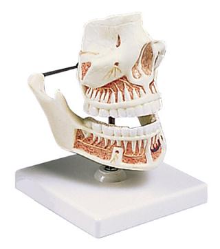 Técnicos Dentales, Anatomía Dental, Academia Dental